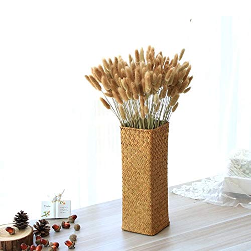 Amazon｜自然乾燥ラグラス オバタス 50-60個 乾燥バニーテール パンパ